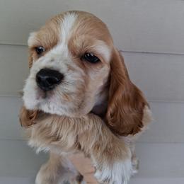 Cocker Spaniel Puppies from Country Cockers of Indiana