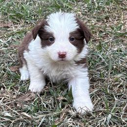 Maple - White and red female Border Collie puppy in Mckinney, Texas from Border Collies of Ruidoso