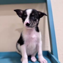 Grumpy - Tri-color female Border Collie puppy in Oberlin, Kansas from Hangin R Kennels