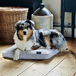 Birdie - Australian Shepherd