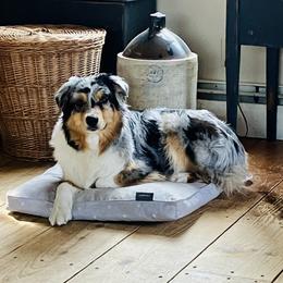 Birdie - Australian Shepherd