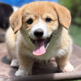 Top (aka Zach Top) - Red male Pembroke Welsh Corgi puppy in Morgan, Texas from The Corgi Nest