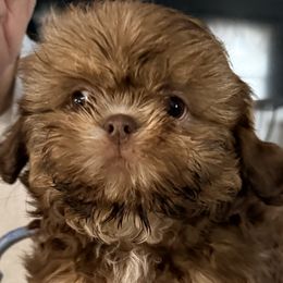 Fawn - Shih Tzu puppy from Bows and Bot Ties