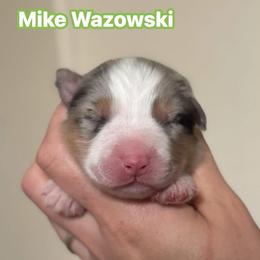 Mike Wazowski - Blue merle male Australian Shepherd puppy in Rapid River, Michigan from Echolight Australian Shepherds