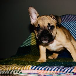 Bruce - Fawn male French Bulldog puppy in Whittier, California from West Coast Bullies & Frenchies