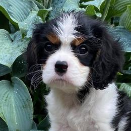 Cavalier King Charles Spaniels from iHeart Cavaliers