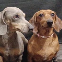Dachshunds from Dachshund's Castillo Tx