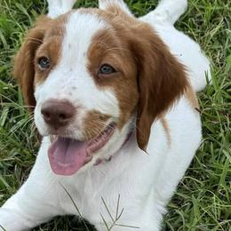 Brittanys from Bull Creek Kennels