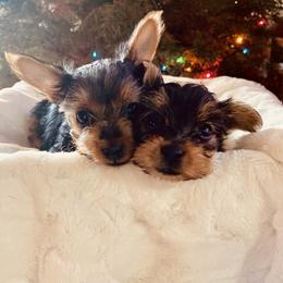 Yorkshire Terrier Puppies from Blooming Beauties 🌼