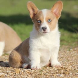 American Corgi and French Bulldog Puppies from Moonstone Corgis & Frenchies