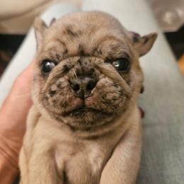 Boy 1 - Fawn male Pug puppy in Canterbury, Connecticut from Pug Palace Kennel
