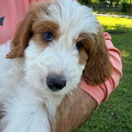 Jay - male Australian Mountain Doodle puppy in Chattanooga, Tennessee from River City Doodles TN