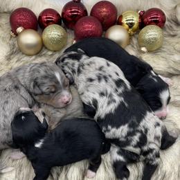 Aussiedoodle puppies from Deep Creek Mini Aussiedoodles