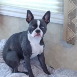 Boston Terriers from McFarland's Bostons