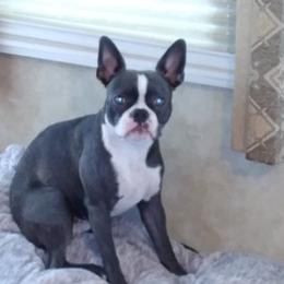 Boston Terriers from McFarland's Bostons