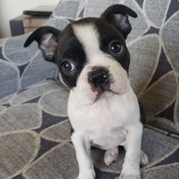 Boston Terrier Puppies from Our Gang Bostons