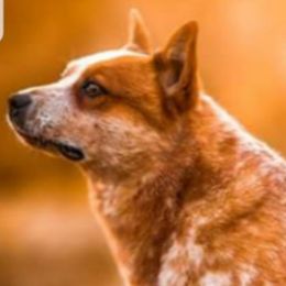 Lefty - Australian Cattle Dog