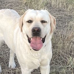 Missy - Labrador Retriever