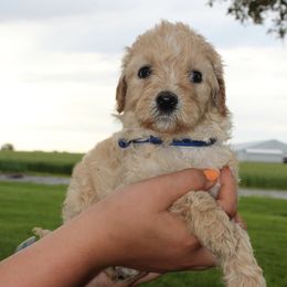 Boy 4 - Bernedoodle puppy in New Weston, Ohio from Buschur Bernedoodles