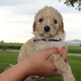 Boy 4 - Bernedoodle puppy in New Weston, Ohio from Buschur Bernedoodles