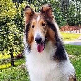 Collies from Windmark Collies