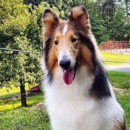 Collies from Windmark Collies