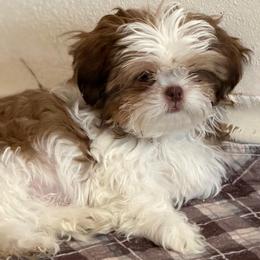 Freddy - Gold and white male Shih Tzu puppy in Victorville, California from RUMBLE n TUMBLE