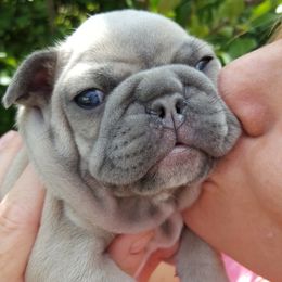 French Bulldog Puppies from Kelly's Fabulous Frenchies