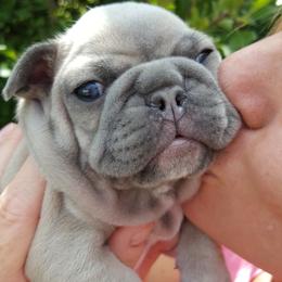French Bulldog Puppies from Kelly's Fabulous Frenchies