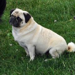 Betsy - Pug