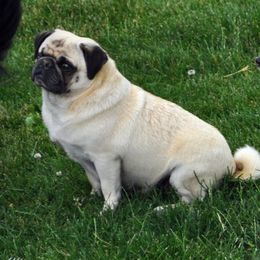 Betsy - Pug
