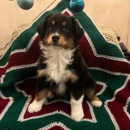 Emily - Black tri-color female Australian Shepherd puppy in Roy, Utah from Sage House Pups