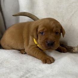 Vixen - Yellow female Labrador Retriever puppy in Grants Pass, Oregon from KnR Antler Dogs