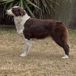 Zuri - Australian Shepherd