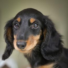 Dachshund Puppies from Olia Mirra