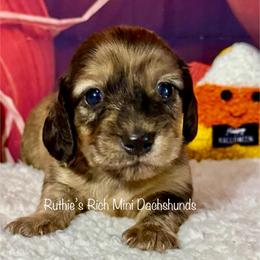 Archer - Cream male Dachshund puppy in Lakeland, Florida from Ruthie’s Rich Mini Dachshunds