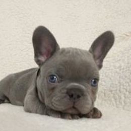 French Bulldog Puppies from Undeniabull French Bulldogs