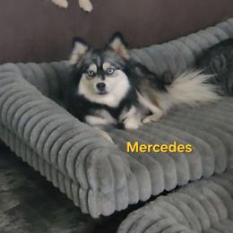 Mercedes - Pomsky