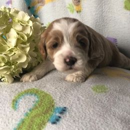 Cockapoo Puppies from Maple’s Cockapoo Puppies