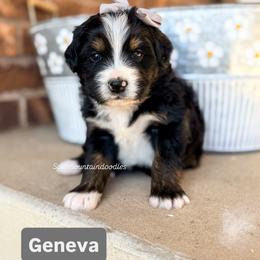 Geneva - Tri-color female Bernedoodle puppy in West Haven, Utah from Split Mountain Doodles