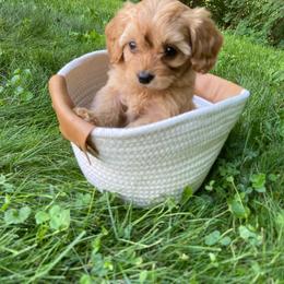 Sadie - Apricot female Cavapoo puppy in Lewisburg, Pennsylvania from Cinda's Cavapoos