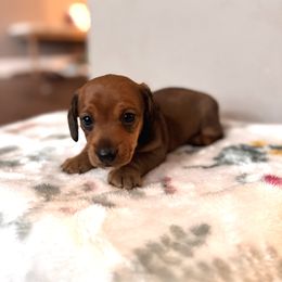 Dachshund Puppies from Florida Dippin’ Dachshunds & Aussiedoodles