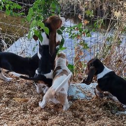 Basset Hounds from Gem county bassets