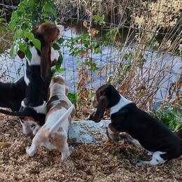 Basset Hounds from Gem county bassets