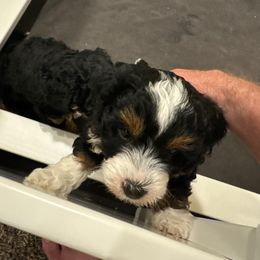 Bernedoodle Puppies from Syracuse Doodle Den