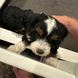 Bernedoodle Puppies from Syracuse Doodle Den