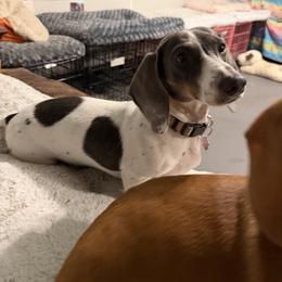 Lollipop - Dachshund