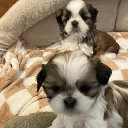 Girl one - Brindle and white female Shih Tzu puppy in Fountain, Florida from Simply Shih Tzu