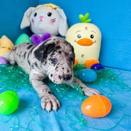 Sawyer - Merle male Great Dane puppy in Climax, Michigan from Beaver Creek Danes