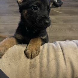 German Shepherd Puppies from Dady Shepherds